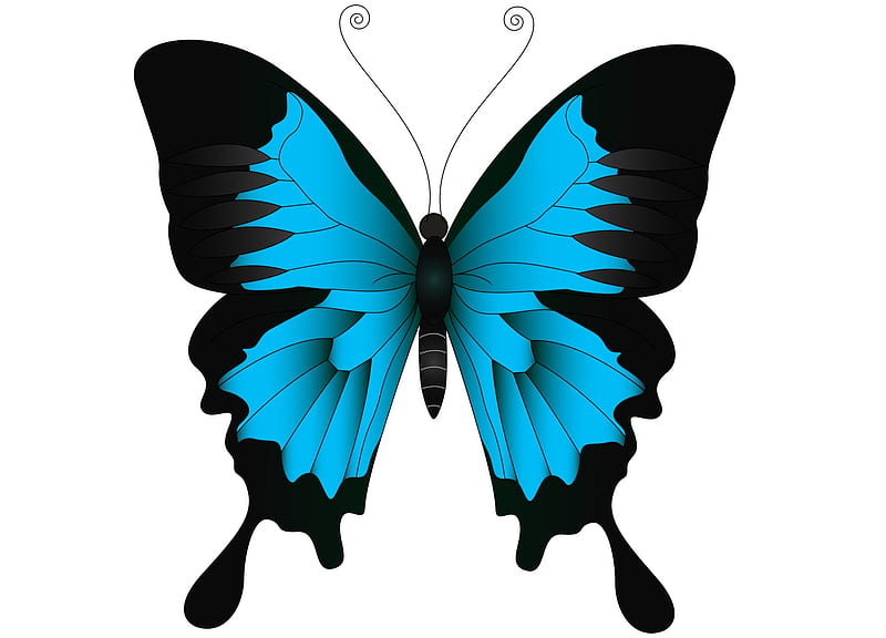 Butterfly, fluture, black, white, blue, card, HD wallpaper