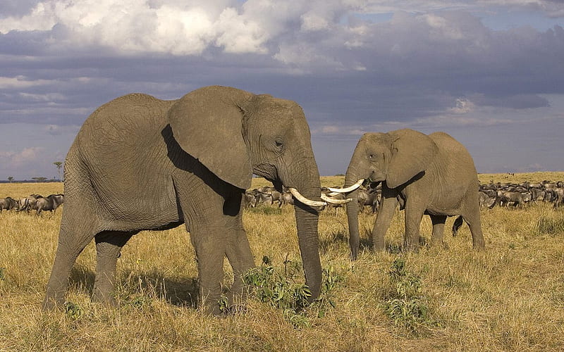 Masai Mara - African elephant, HD wallpaper