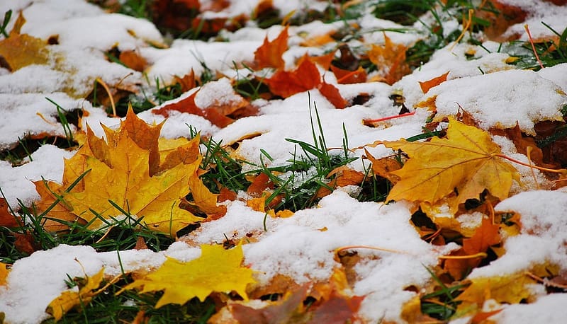 Winter, Grass, Snow, Leaf, Fall, Earth, November, HD wallpaper