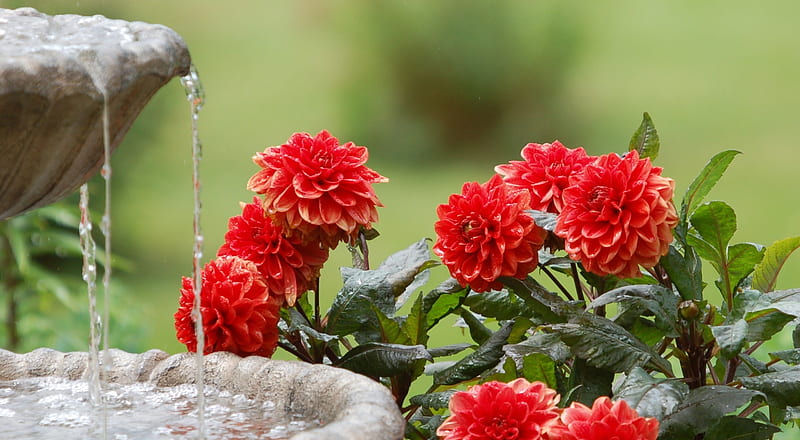 Moril Dahlias and Water Fountain, beauty, water fountain, flowers, dahlias, nature, HD wallpaper
