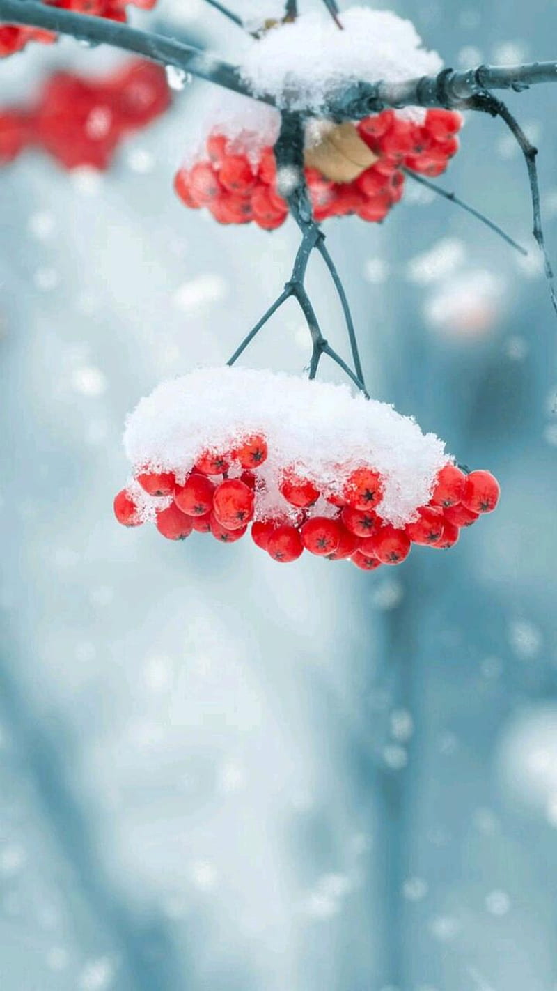 Winter, christmas, flowers, frozen, nature, tree, winter is here, HD phone wallpaper