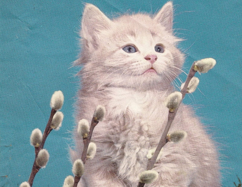 White kitten, cute, pet, fluffy, white, kitten, HD wallpaper