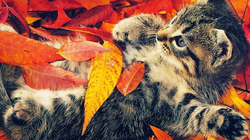 kitten, cute, autumn, leaves, HD wallpaper