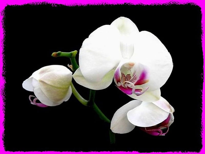 NATURES BEAUTY#9, flower, beauty, pretty, orchid, HD wallpaper