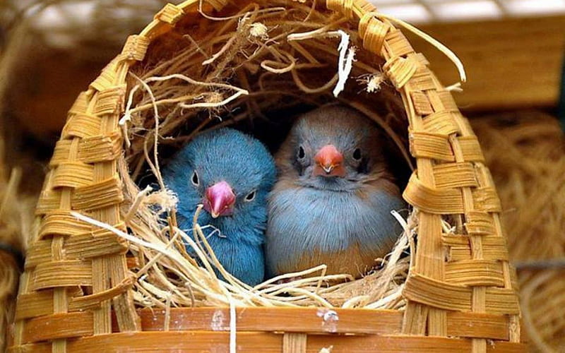 Cute Couple, cute, tiny, nest, birds, hay, couple, blue, HD wallpaper
