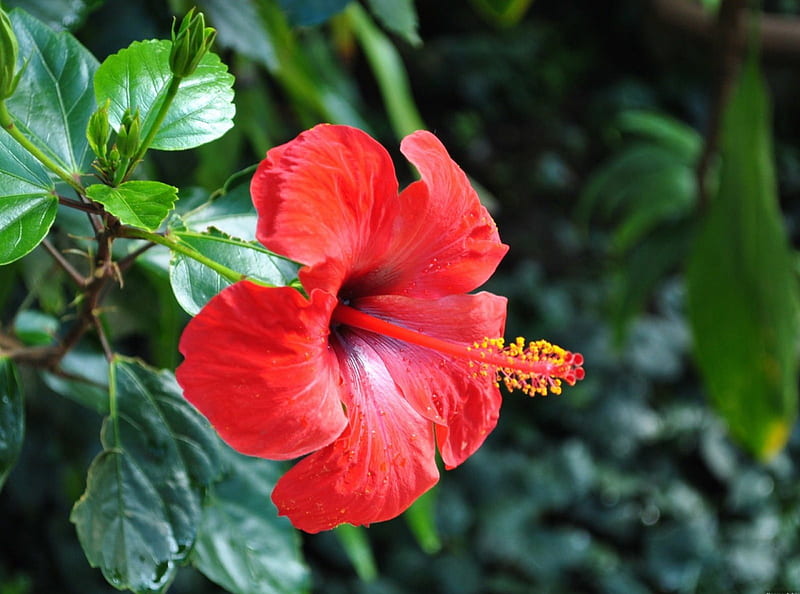 Hibiscus, red, leaves, green, HD wallpaper
