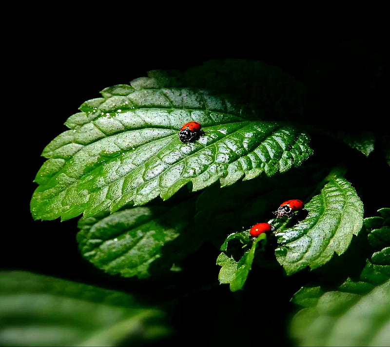 Ladybugs, leaf, HD wallpaper