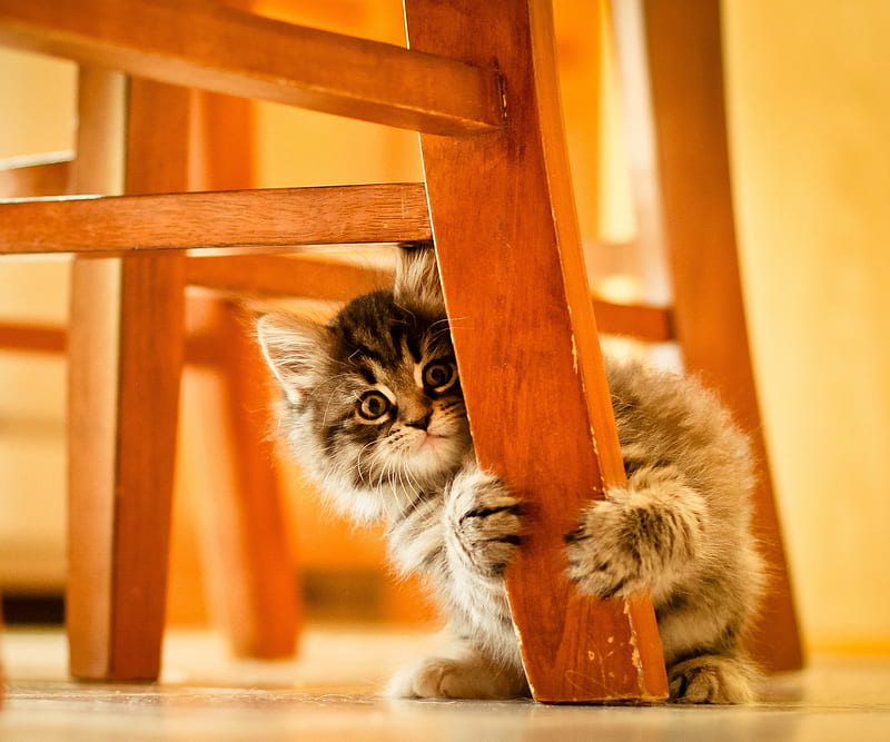 Scared Cat, funny, HD wallpaper