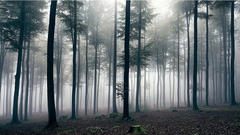 Foggy Forest Day, HD wallpaper
