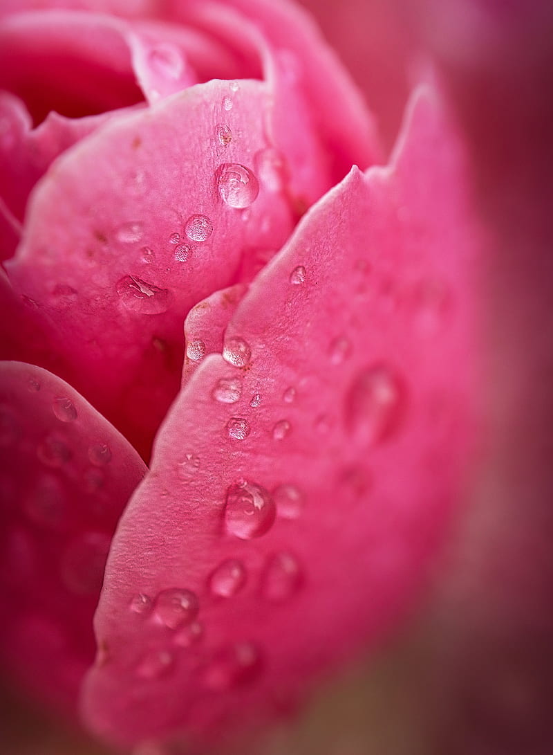 petals, drop, macro, pink, HD phone wallpaper
