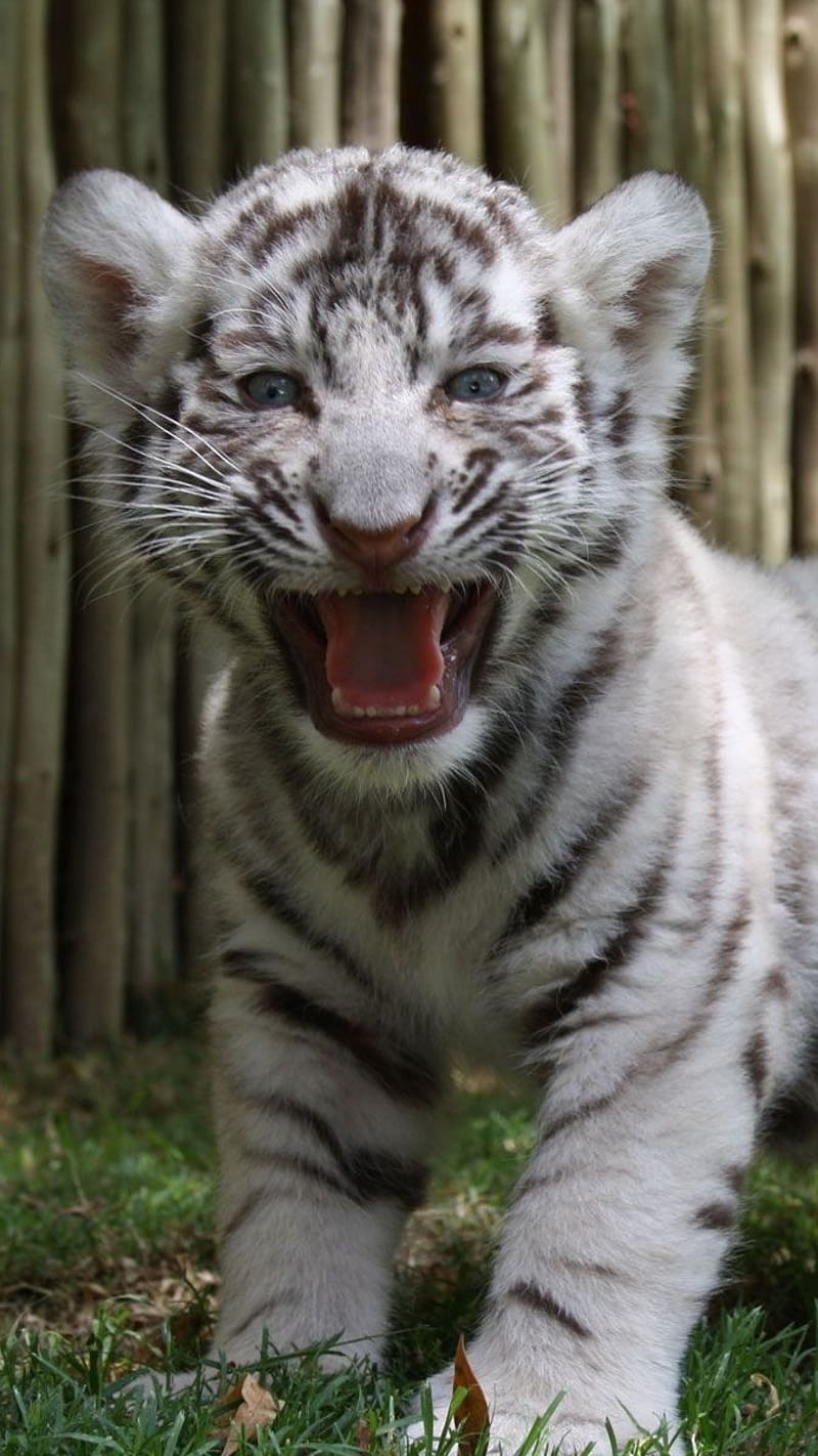 Cute Baby Tiger, White Tiger Roar, white tiger, roar, wild, animal, cub, HD phone wallpaper
