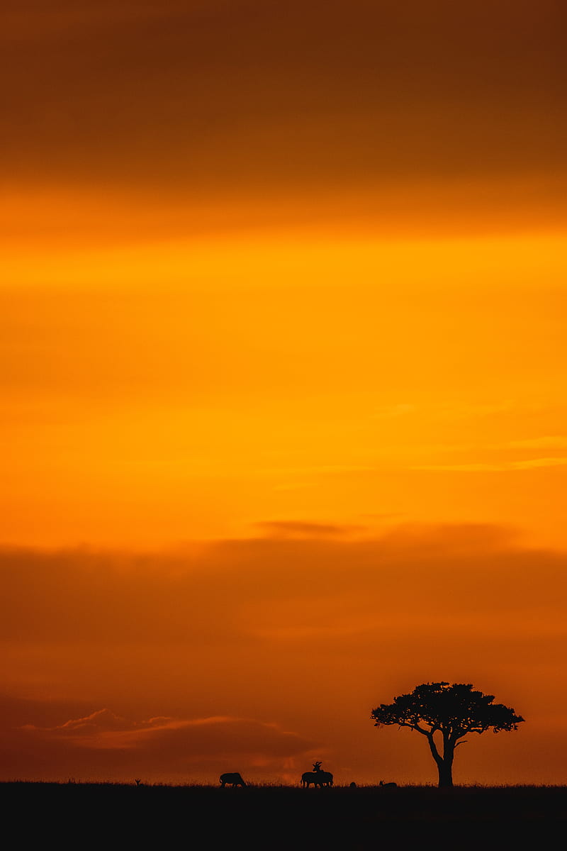 savannah, sunset, landscape, dusk, wildlife, HD phone wallpaper