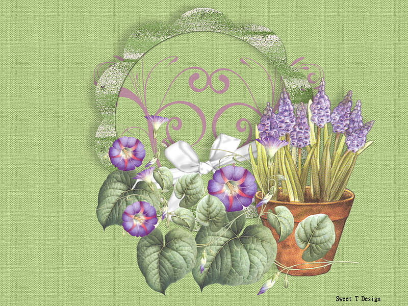Lavender Blooms, purple, green, flowers, spring, lavender, blooms, HD wallpaper