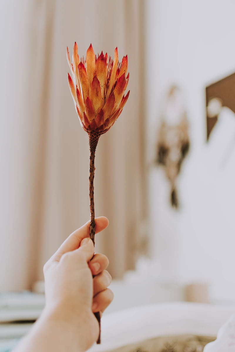 protea, flower, orange, hand, HD phone wallpaper