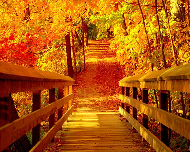 Bridge At Fall, Fall, leaves, bridge, park, trees, Autumn, HD wallpaper ...