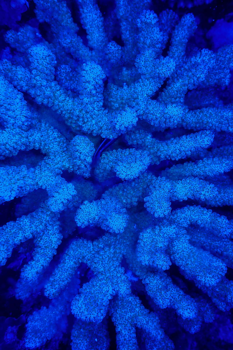 corals, blue, underwater, HD phone wallpaper