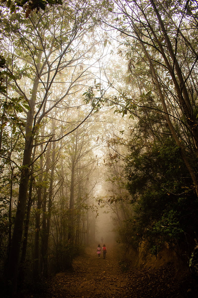 fog, forest, path, children, walk, HD phone wallpaper