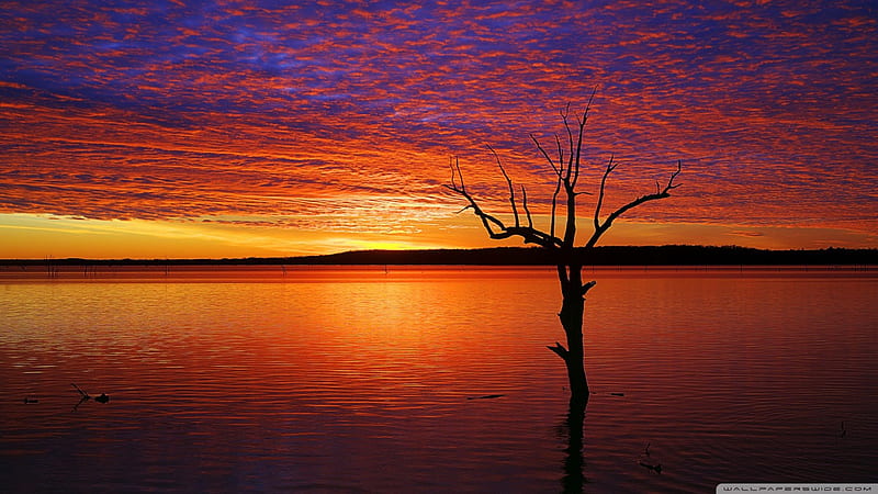 natural canopy, sunset, clouds, dead tree, lake, HD wallpaper