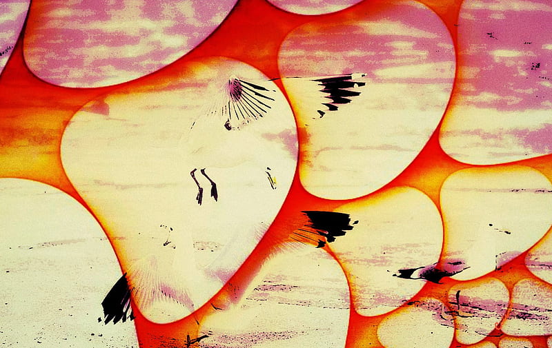 Abstract beach, wings, orange, black, yellow, by cehenot, seagull, abstract, beach, bird, stone, summer, pink, HD wallpaper