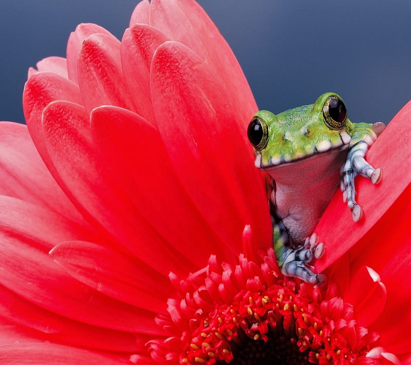 where are you, frog, love, HD wallpaper