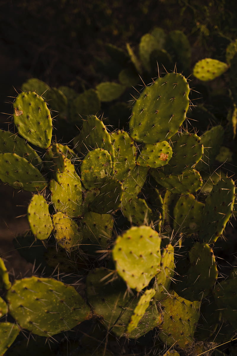 opuntia, cactus, spines, plant, HD phone wallpaper