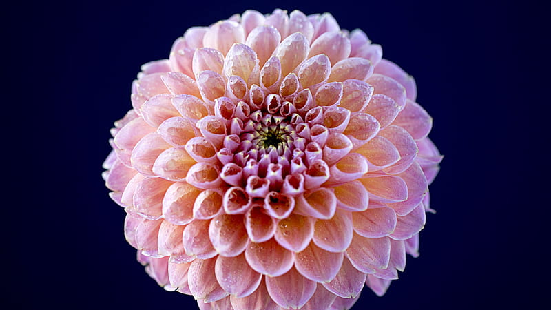 Dahlia With Water Drops Spring, HD wallpaper
