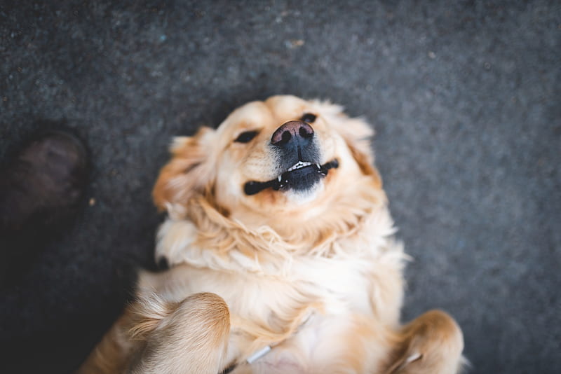 adult cream golden retriever laying on floor, HD wallpaper