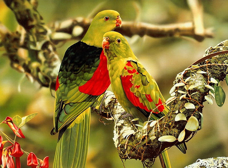 Love couple, pretty, forest, colorful, exotic, lovely, bonito, tree, nice, love, jungle, parakeet, nature, parrots, couple, pair, HD wallpaper