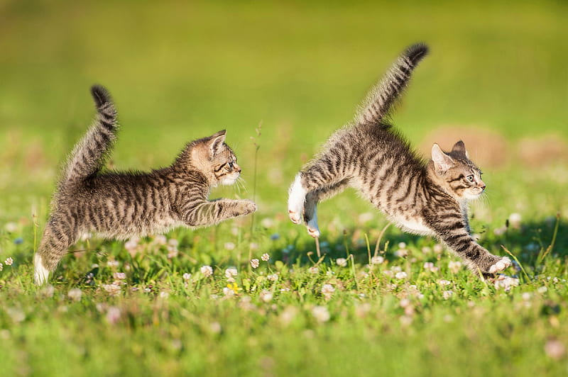 Playful kittens, vara, grass, summer, running, kitten, pisici, cat, HD wallpaper