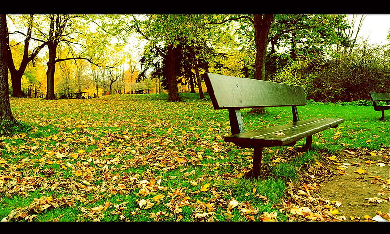 Lonely_captain, grass, nature, chair, lonely, trees, HD wallpaper | Peakpx