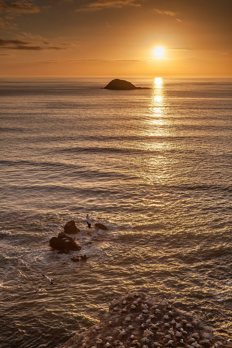 seagulls, rocks, sunset, horizon, HD phone wallpaper