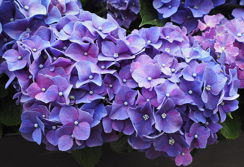 Purple Flowers Violet Blossom, purple, flowers, blossom, HD wallpaper