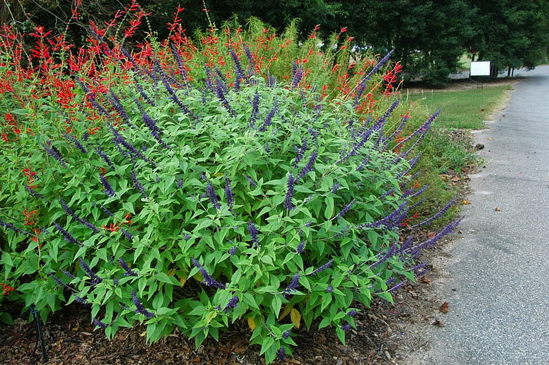 Salvia bushes, plants, bush, salvia, perennial, sage, nature, rural, mint, floers, graphy, green, HD wallpaper