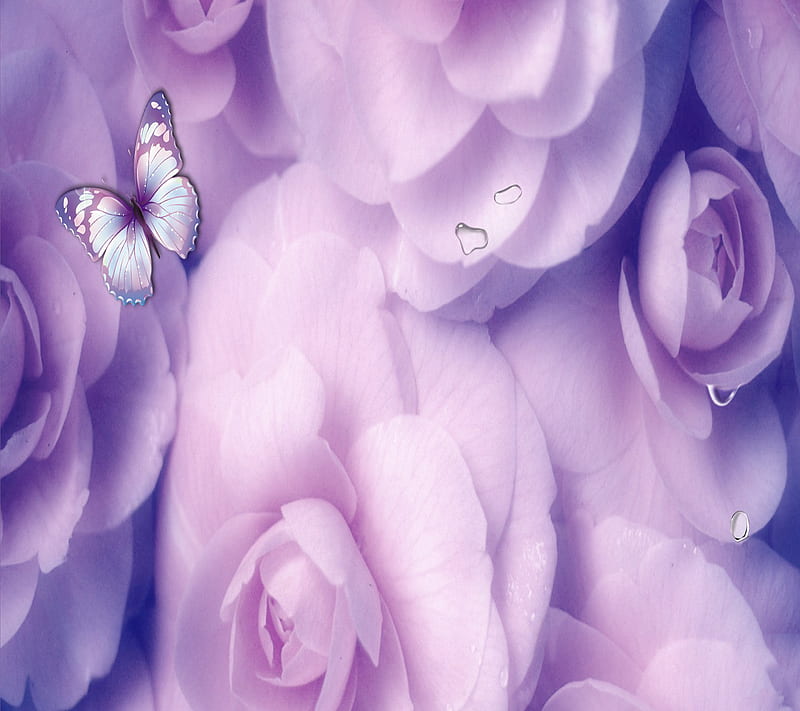 Purple Roses, HD wallpaper