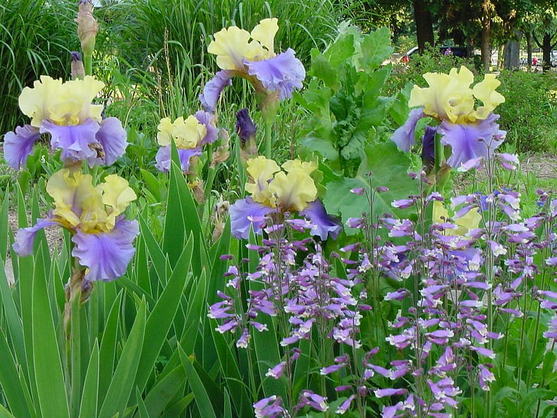 Bright And Beautiful Irises, flower, blue and yellow, plant, iris, HD wallpaper