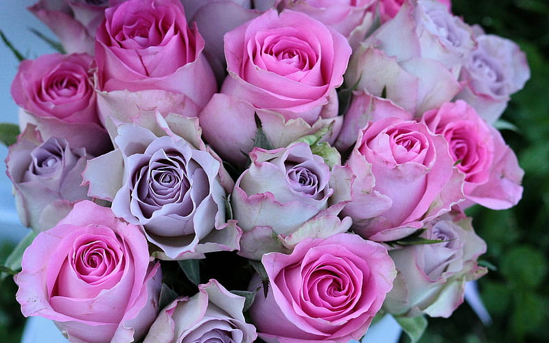 pink roses, rosebuds, purple roses, background with roses, beautiful bouquet, roses, HD wallpaper