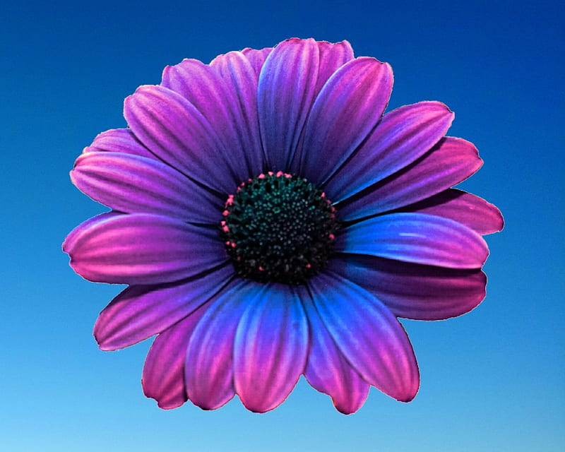 Gerbera, gizzzi, flor, cielo, azul, Fondo de pantalla HD | Peakpx