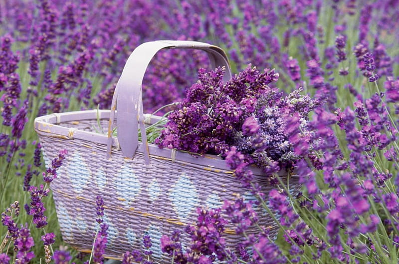 lavender, purple, abstract, basket, HD wallpaper