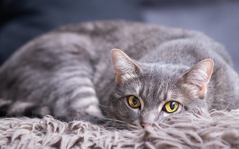 gray cat, lying cat, green eyes, British cat, pets, cats, HD wallpaper