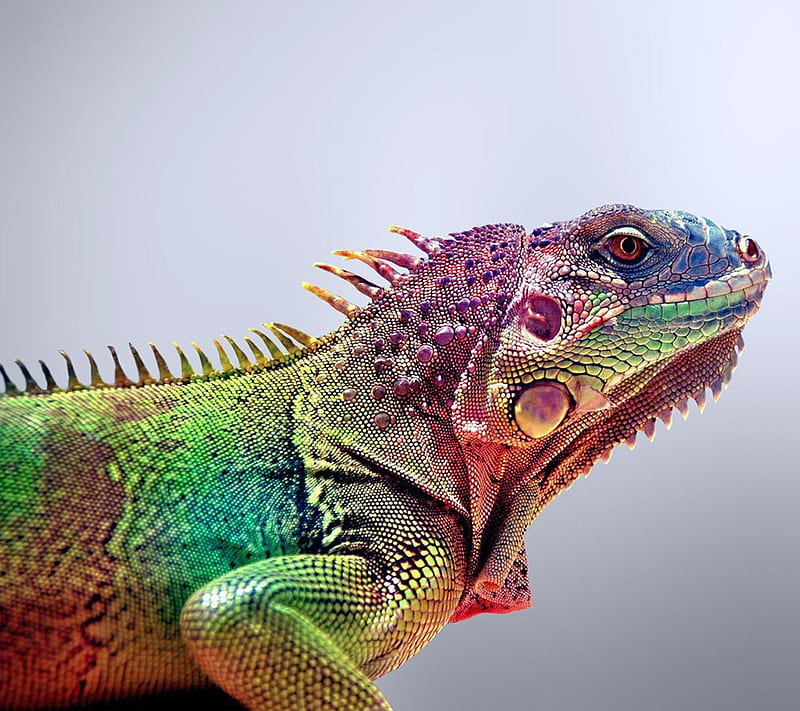 Iguana, colorful, colors, lizard, HD wallpaper