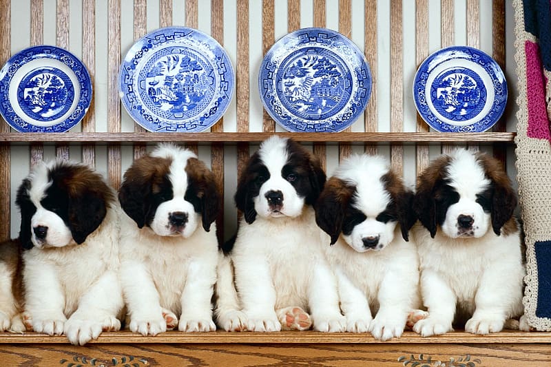 Dogs, Dog, Animal, Puppy, Cute, St Bernard, HD wallpaper