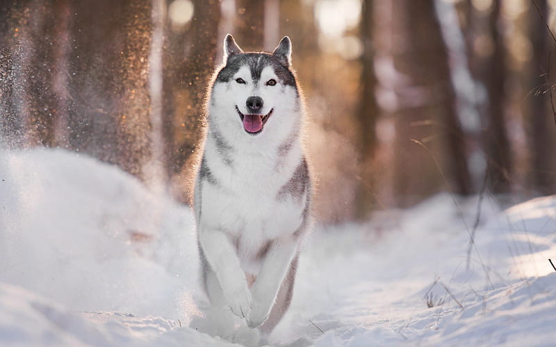 husky, winter, snow, forest, white gray dog, sunset, cute animals, dogs, HD wallpaper