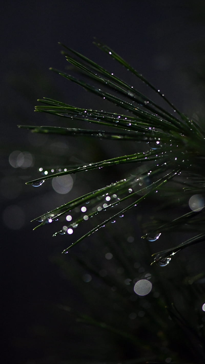 Bonsai, drops, moisture, needles, wet, HD phone wallpaper