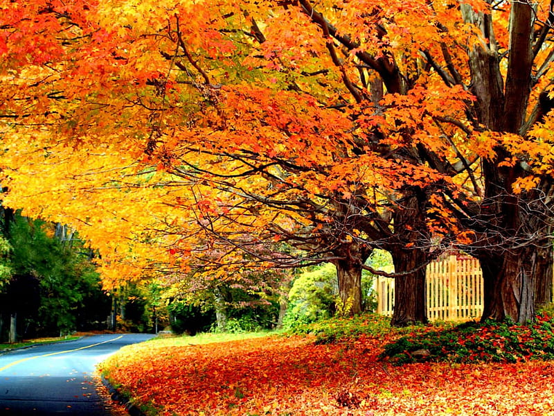 Autumn trees, fence, fall, pretty, autumn, falling, bonito, foliage ...