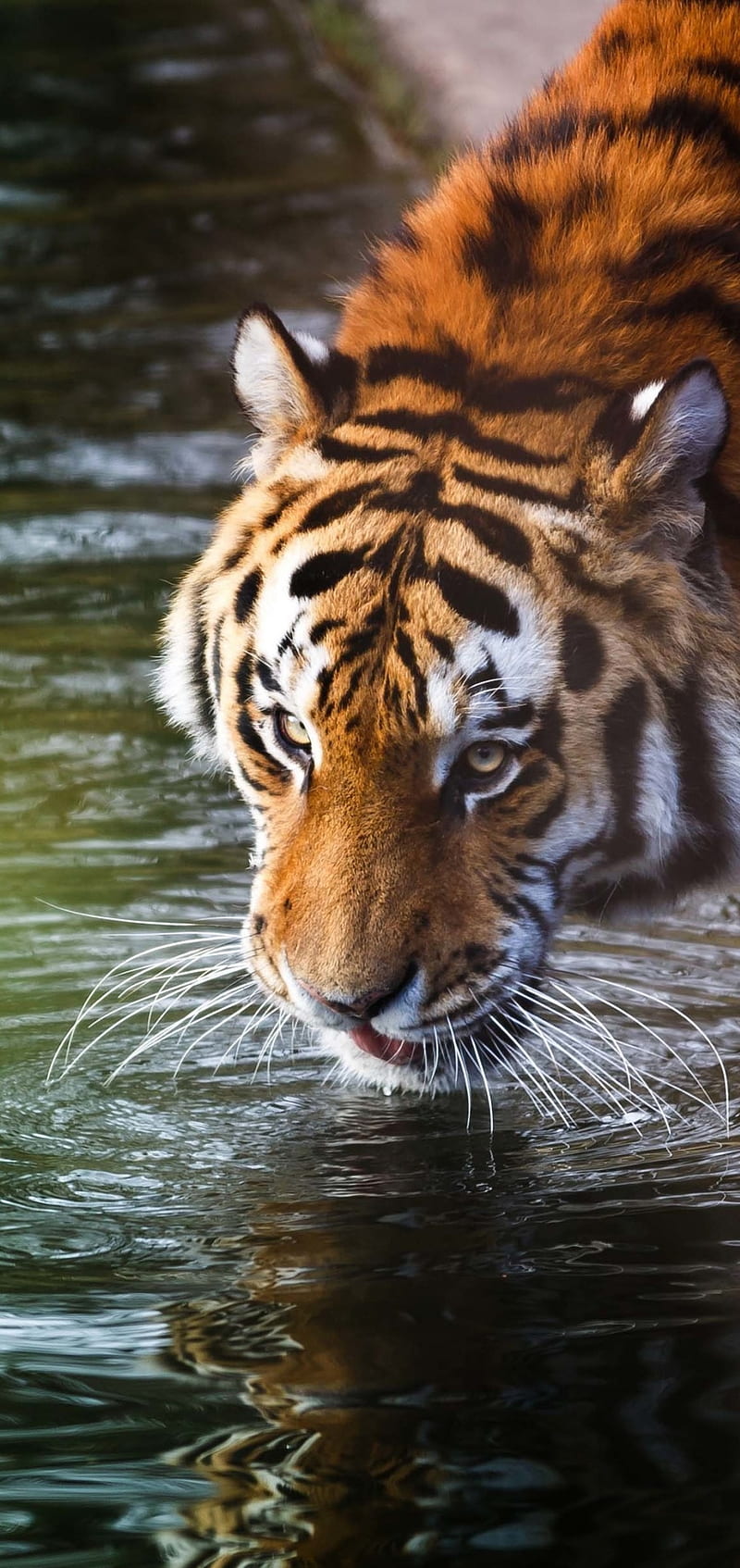 tiger drinking water, cats, wild, HD phone wallpaper