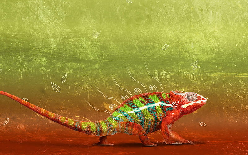 colorful chameleon-Animal graphy, HD wallpaper