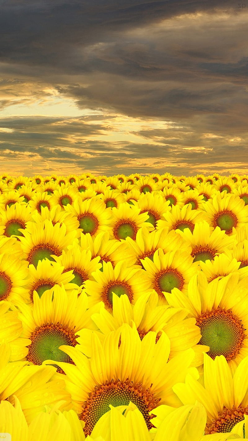 Natural Sky Sunflowers Hd Phone Wallpaper Peakpx 7500