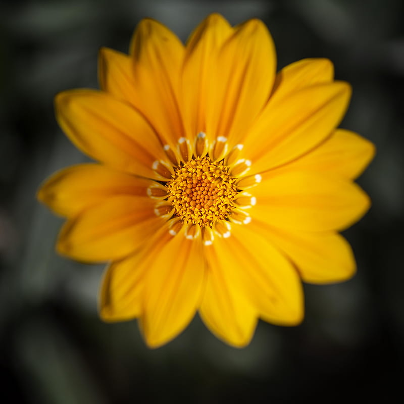 gazania, flower, petals, yellow, macro, HD phone wallpaper