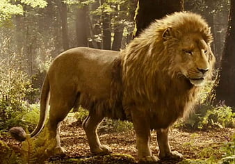 Narnia lion aslan HD wallpapers