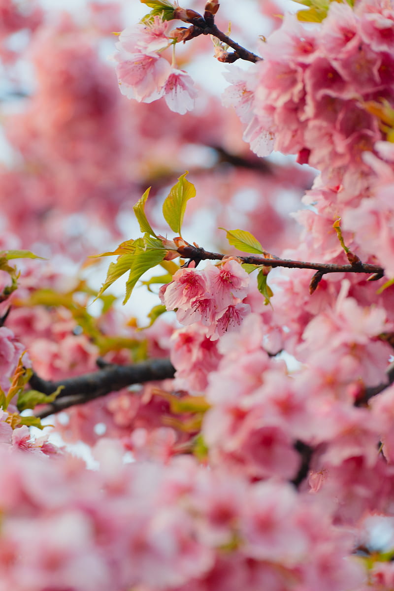 sakura, flowers, pink, branches, leaves, HD phone wallpaper